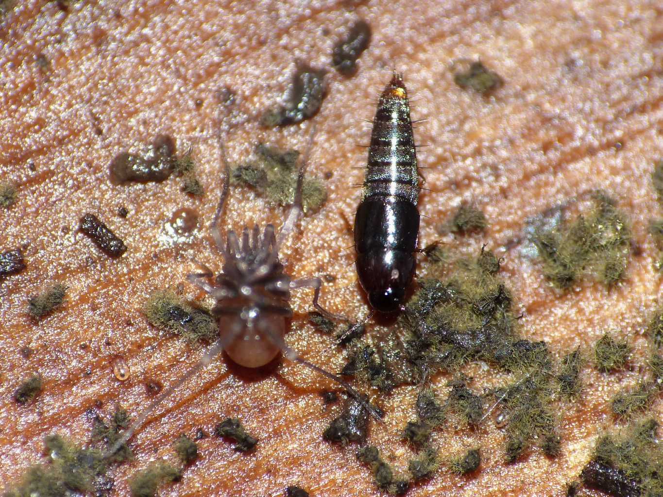 Piccolo Staphilinidae con riflessi metallici